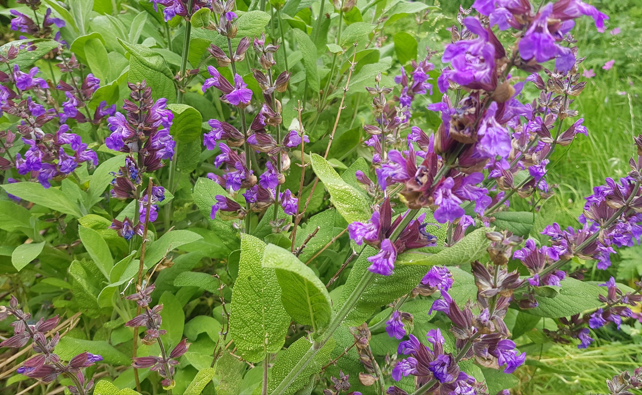 Sage bush with green leaves and purple flowers